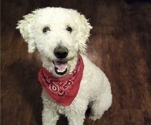 Father of the Labradoodle puppies born on 11/28/2019