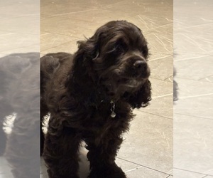 Cocker Spaniel Litter for sale in COLBERT, GA, USA
