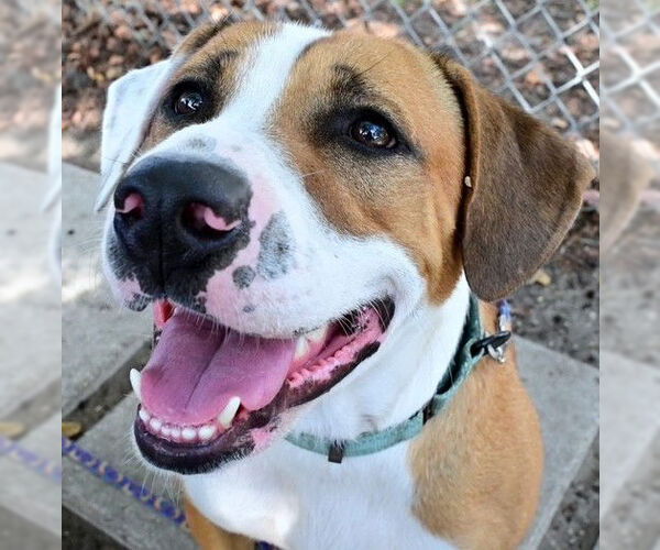 Medium Photo #3 American Pit Bull Terrier-Unknown Mix Puppy For Sale in Ocala, FL, USA