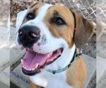 Small #2 American Pit Bull Terrier Mix