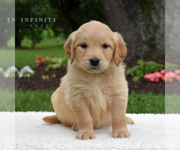 Medium Photo #4 Golden Retriever Puppy For Sale in NEWPORT, PA, USA