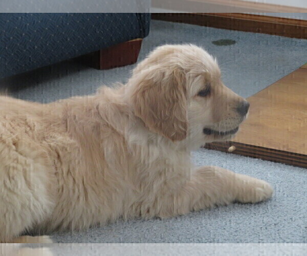 Full screen Photo #5 Golden Retriever Puppy For Sale in MECHANICSVILLE, MD, USA