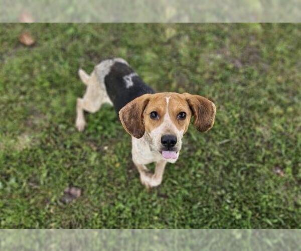 Medium Photo #5 Beagle-Unknown Mix Puppy For Sale in Tampa, FL, USA