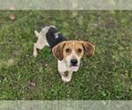 Small #4 Beagle Mix