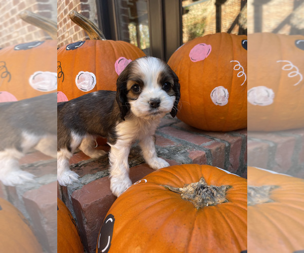 Medium Photo #2 Cocker Spaniel Puppy For Sale in MONTICELLO, FL, USA