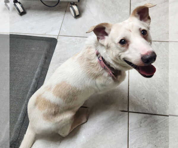 Medium Photo #1 Labrador Retriever-Unknown Mix Puppy For Sale in Walnutport, PA, USA