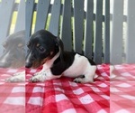 Small #2 Dachshund