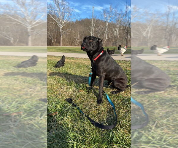 Medium Photo #2 Labrador Retriever-Unknown Mix Puppy For Sale in Aurora, IN, USA