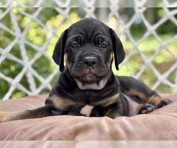 Medium Photo #1 Cane Corso Puppy For Sale in NEWTON, NJ, USA