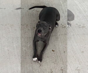 Serena - Female Mutt Dog for Adoption - Photo #3