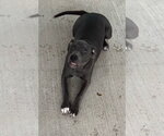 Small Photo #3 Mutt Puppy For Sale in Oak Bluffs, MA, USA