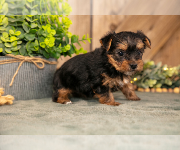 Medium Photo #2 Yorkshire Terrier Puppy For Sale in GREENWICH, OH, USA