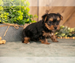 Small #1 Yorkshire Terrier
