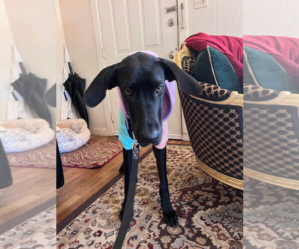 Medium Photo #4 Great Dane Puppy For Sale in Bullard, TX, USA