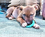 Small #3 Labrador Retriever