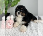 Small Photo #5 Bernedoodle (Miniature) Puppy For Sale in FRANKLIN, IN, USA