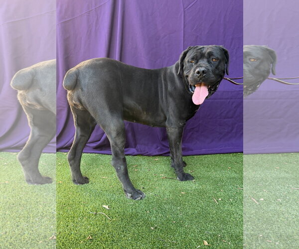 Medium Photo #1 Mutt Puppy For Sale in Goodyear, AZ, USA