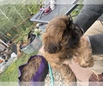 Puppy Puppy 3 Bear Shih Tzu