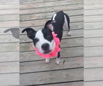 Small #8 Mutt
