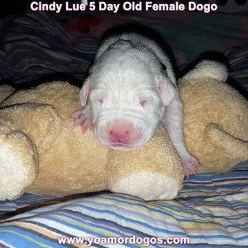 Medium Photo #20 Dogo Argentino Puppy For Sale in PINEVILLE, MO, USA