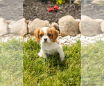 Small #2 Cavalier King Charles Spaniel