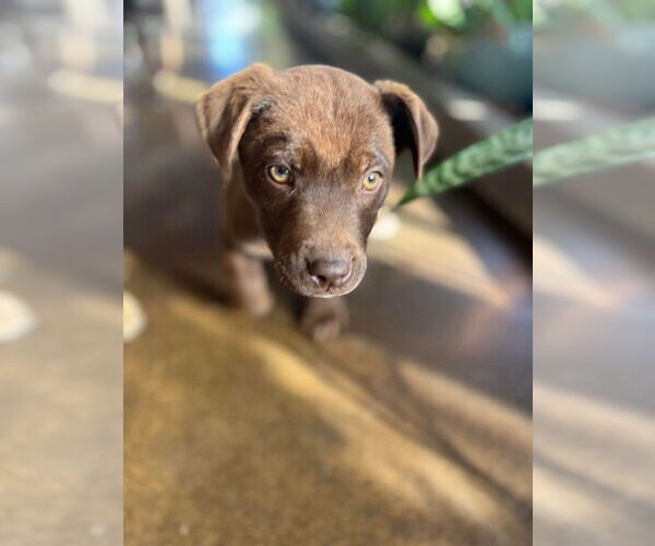 Medium Photo #3 Bulldog-Labrador Retriever Mix Puppy For Sale in Aurora, IN, USA