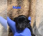 Small German Shepherd Dog