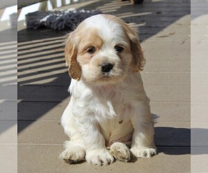 Cocker Spaniel Puppy for sale in EPHRATA, PA, USA