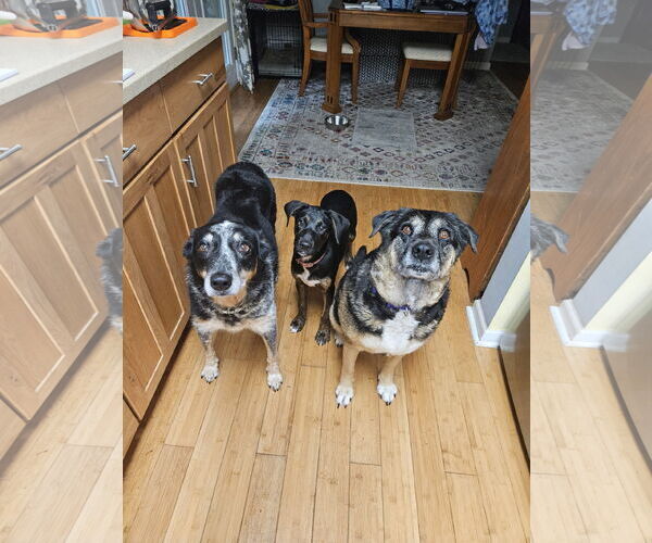 Medium Photo #5 Labrador Retriever-Unknown Mix Puppy For Sale in Thomasville, NC, USA