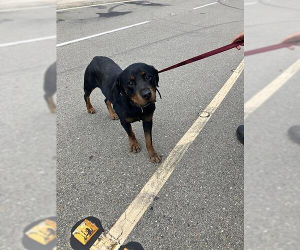 Medium Photo #1 Rottweiler Puppy For Sale in Stockton, CA, USA