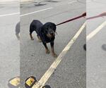 Small Rottweiler