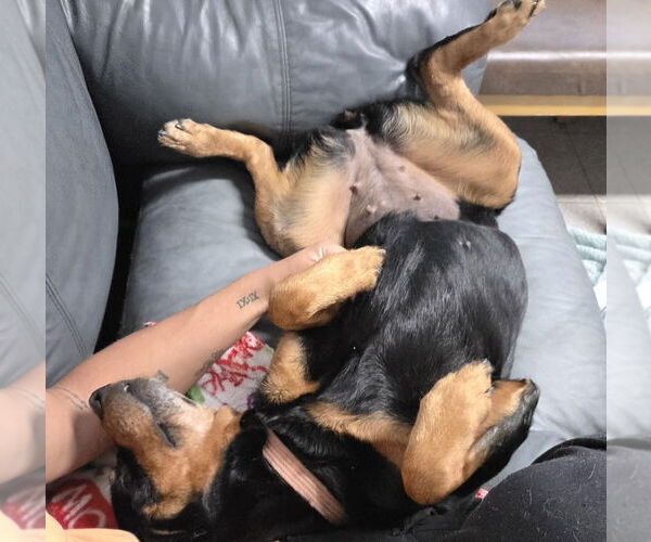 Medium Photo #4 Rottweiler-Unknown Mix Puppy For Sale in North Myrtle Beach, SC, USA