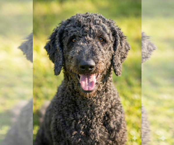 Medium Photo #3 Poodle (Standard) Puppy For Sale in Mobile, AL, USA