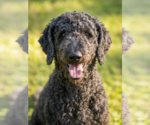 Small #2 Poodle (Standard)