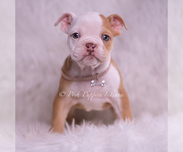 Medium Photo #2 Bulldog Puppy For Sale in WARSAW, IN, USA