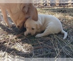 Small Photo #2 Labrador Retriever Puppy For Sale in COEUR D ALENE, ID, USA