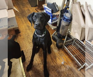 Onyx - Male Doberman Pinscher Dog for Adoption - Photo #17