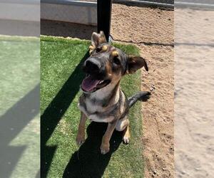 German Shepherd Dog Dogs for adoption in HESPERIA, CA, USA