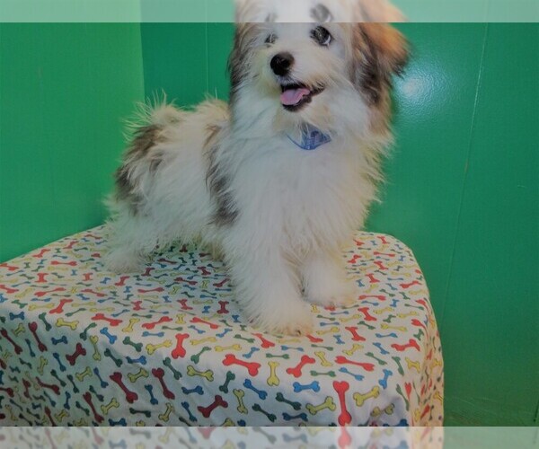 Medium Photo #3 Maltipom Puppy For Sale in PATERSON, NJ, USA