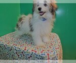 Small Photo #3 Maltipom Puppy For Sale in PATERSON, NJ, USA