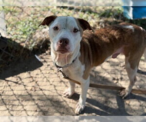 American Pit Bull Terrier-Unknown Mix Dogs for adoption in Ocala, FL, USA