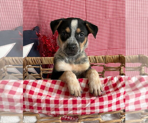 Medium Photo #1 Mutt Puppy For Sale in Lakewood, CO, USA