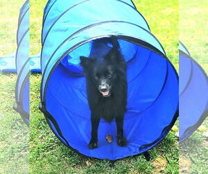 Pogo - Male Pomsky Dog for Adoption - Photo #3