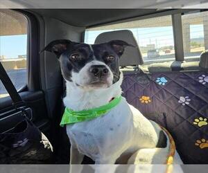American Pit Bull Terrier-Labrador Retriever Mix Dogs for adoption in Las Vegas, NV, USA