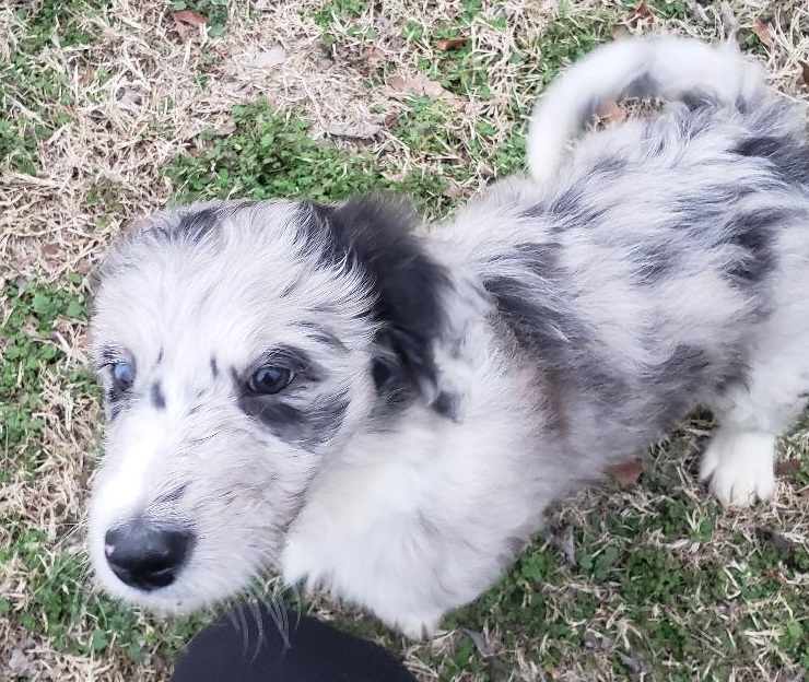Medium Photo #3 Aussiedoodle Puppy For Sale in DOWELLTOWN, TN, USA
