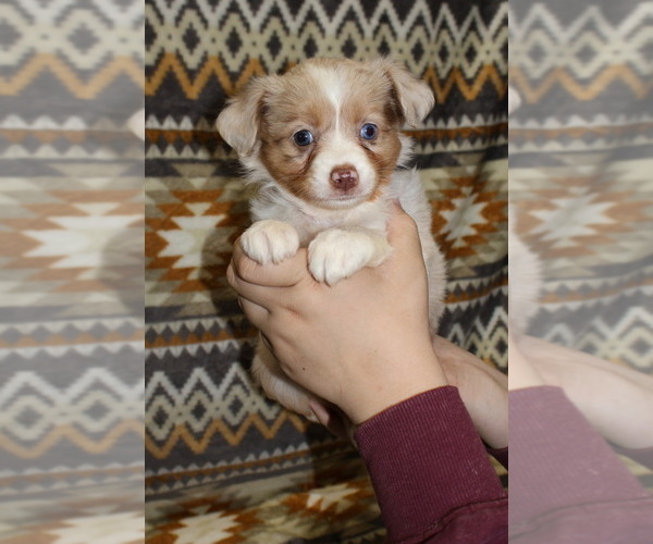 Medium Photo #33 Miniature Australian Shepherd Puppy For Sale in ADAIR VILLAGE, OR, USA