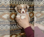 Small Photo #33 Miniature Australian Shepherd Puppy For Sale in ADAIR VILLAGE, OR, USA
