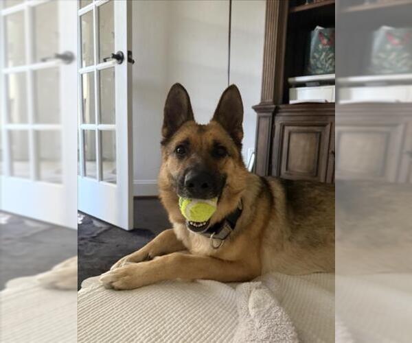 Medium Photo #1 German Shepherd Dog Puppy For Sale in Derwood, MD, USA