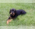Puppy Turquoise Rottweiler