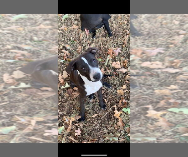 Medium Photo #5 American Pit Bull Terrier-Labrador Retriever Mix Puppy For Sale in Claremore, OK, USA